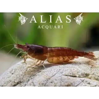Chocolate Shrimp