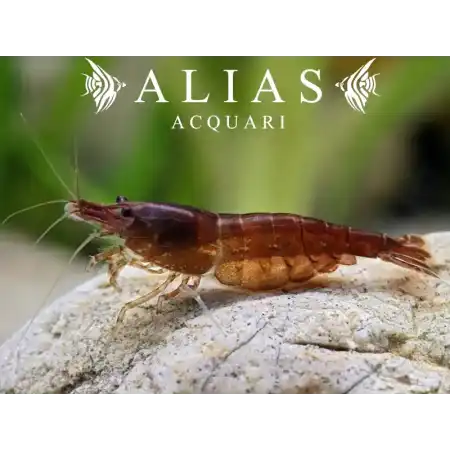 Chocolate Shrimp