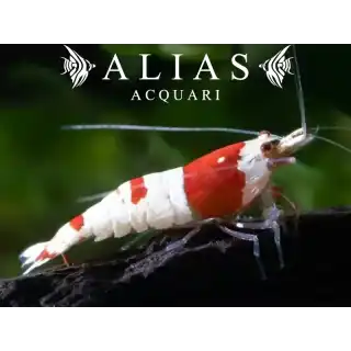 Crystal Red Shrimp