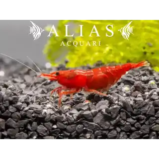 Fire Shrimp