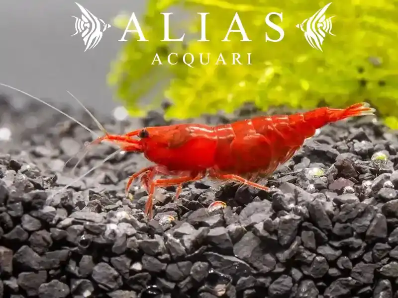 Fire Shrimp