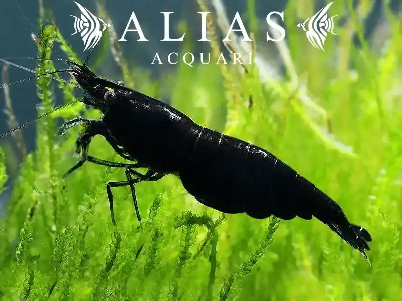 Full Black Rili Shrimp