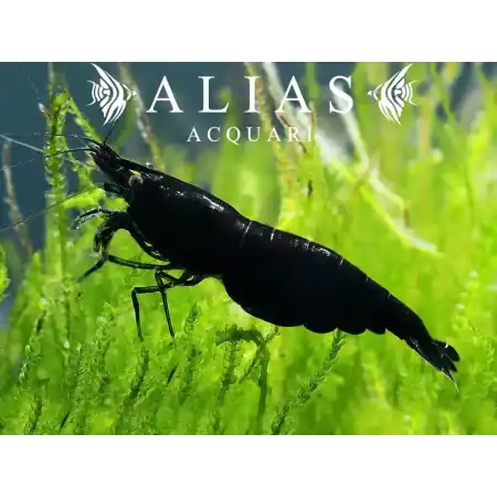 Full Black Rili Shrimp