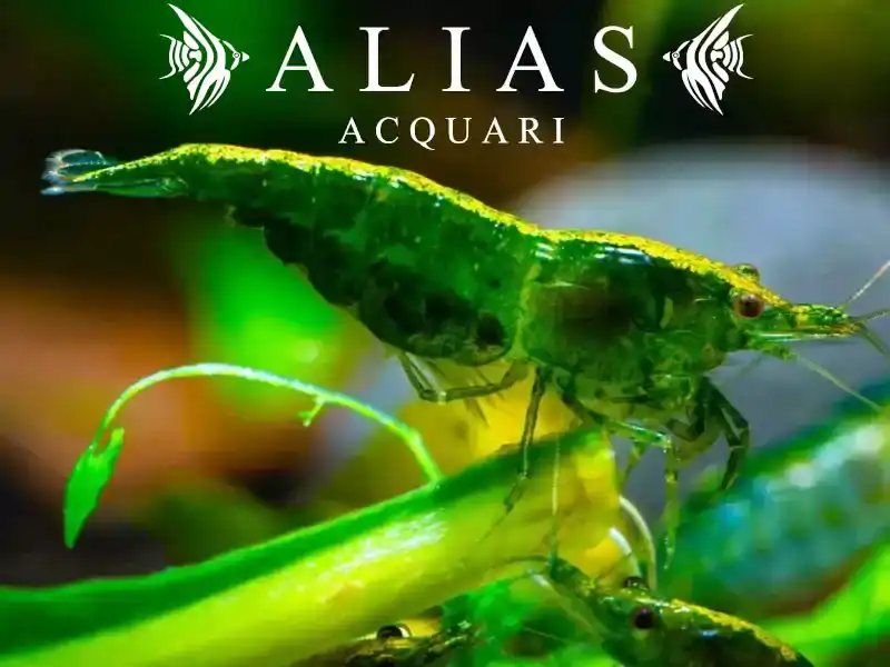 Green Jade Shrimp