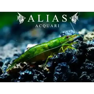 Green Orange Shrimp