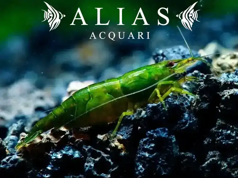 Green Orange Shrimp