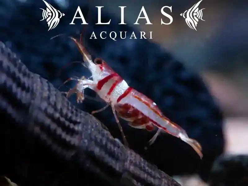 Spongicola Shrimp