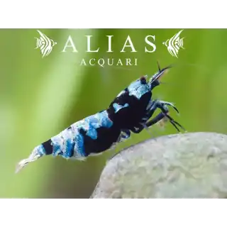 Mosura Bee Shrimp