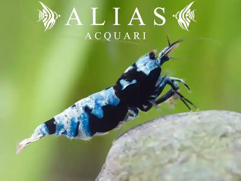 Mosura Bee Shrimp
