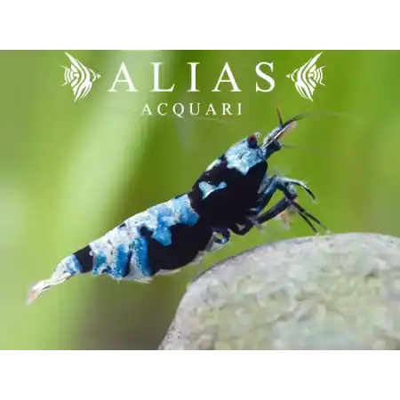 Mosura Bee Shrimp