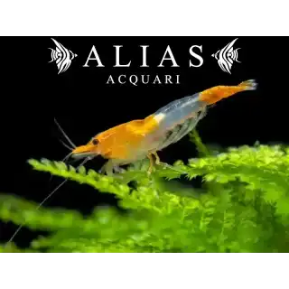 Orange Rili Shrimp
