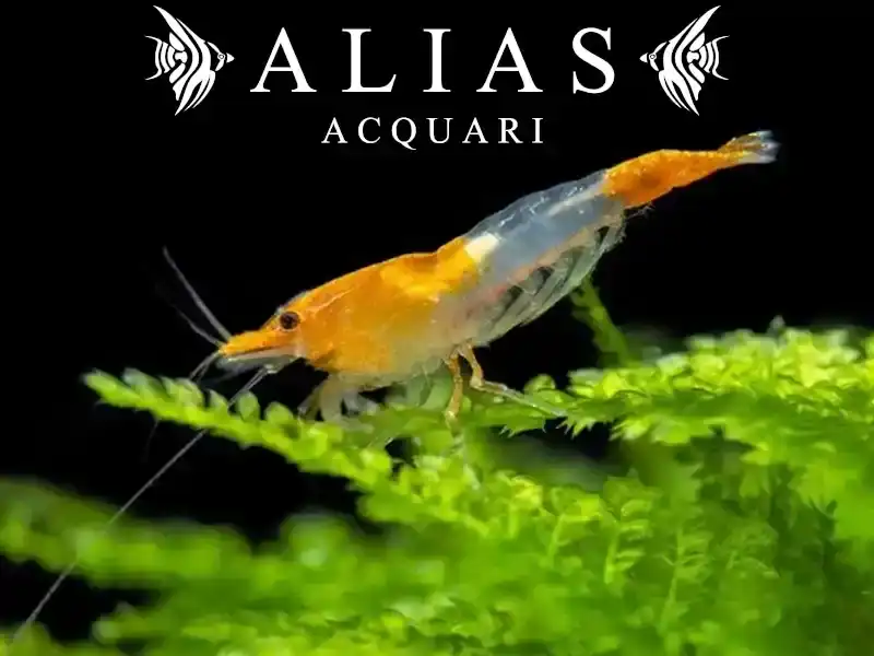 Orange Rili Shrimp