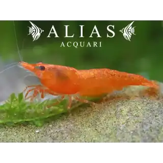 Orange Sakura Shrimp