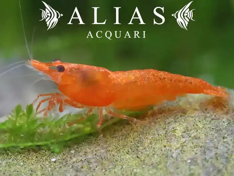 Orange Sakura Shrimp