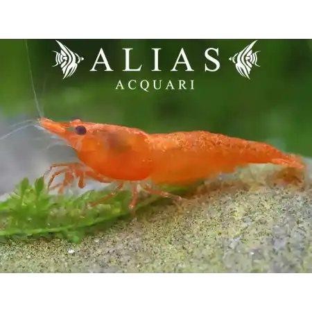 Orange Sakura Shrimp