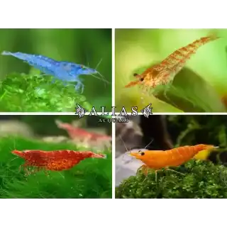 Neocaridina Heteropoda Mix Deluxe
