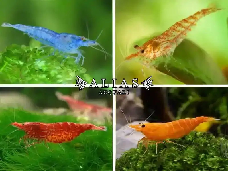 Neocaridina Heteropoda Mix Deluxe
