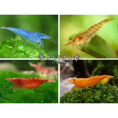 Neocaridina Heteropoda Mix Deluxe