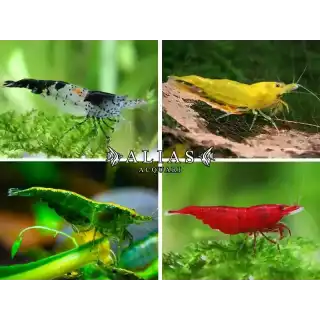 Neocaridina Davidi mix