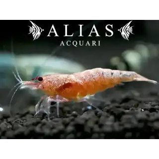 Red Bolt Bee Shrimp