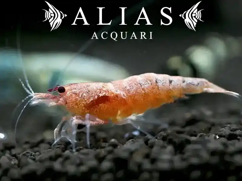 Red Bolt Bee Shrimp