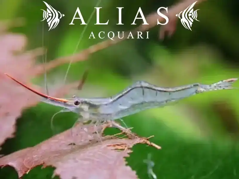 Red Nose Shrimp