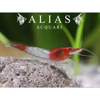 Rili Shrimp