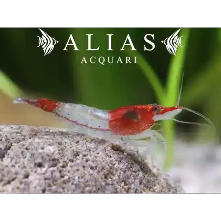 Rili Shrimp
