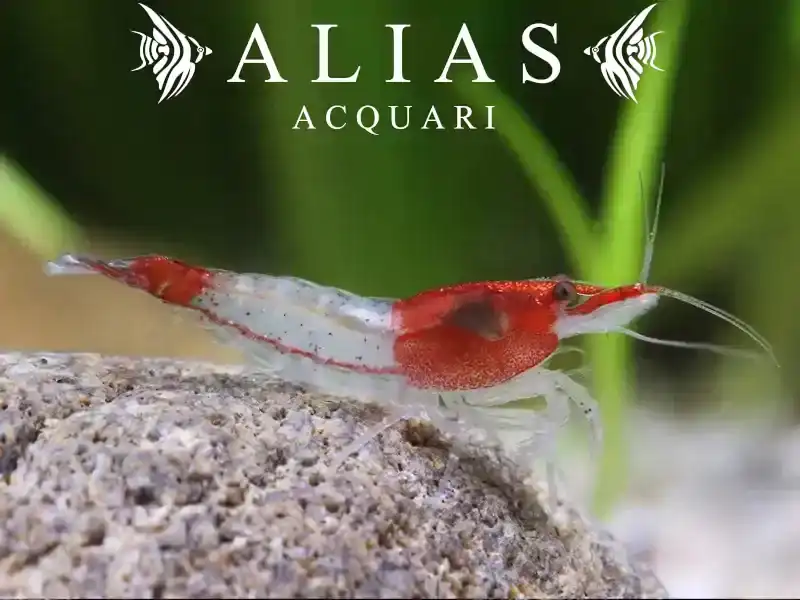 Rili Shrimp