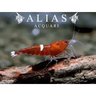 Red Ruby Shrimp