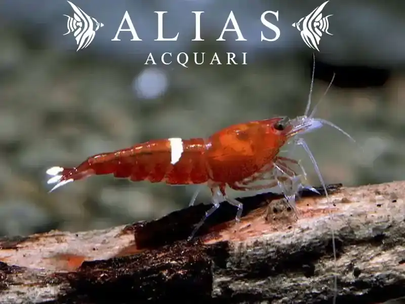 Red Ruby Shrimp
