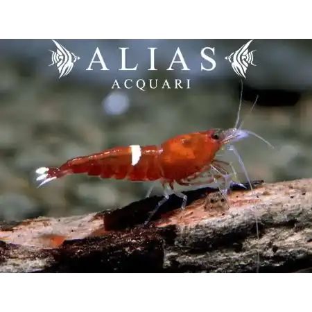 Red Ruby Shrimp