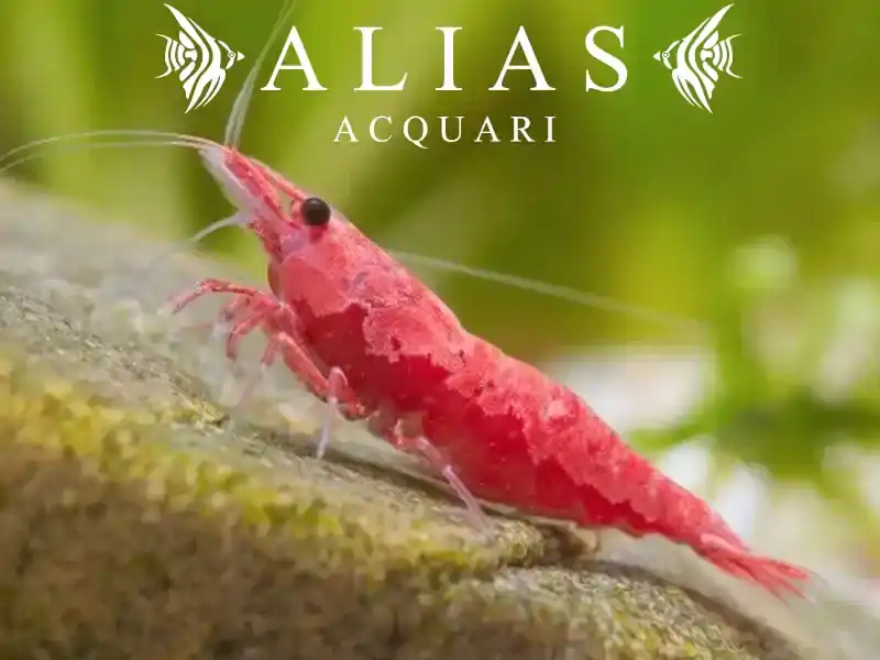 Red Sakura Shrimp