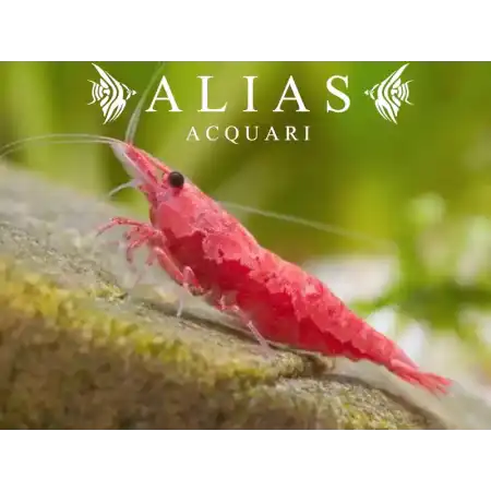 Red Sakura Shrimp