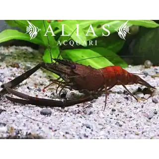 Macrobrachium assamense