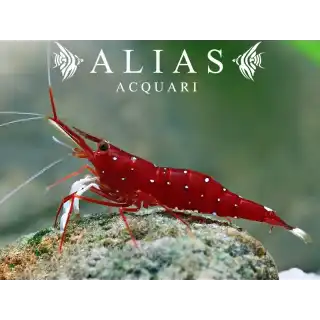 Cardinal Shrimp