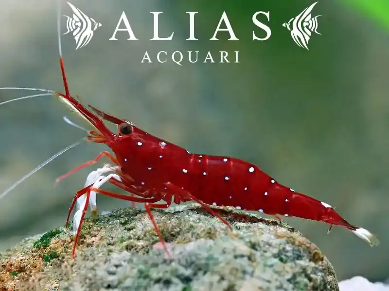 Cardinal Shrimp