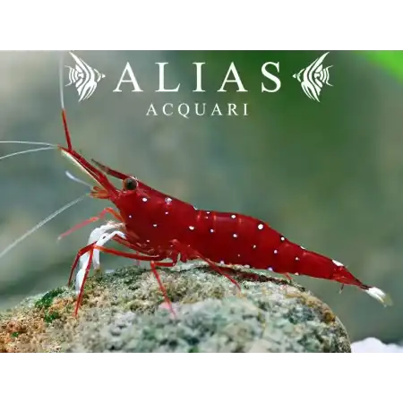 Cardinal Shrimp