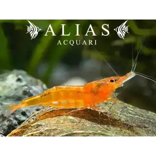 Orange Shrimp