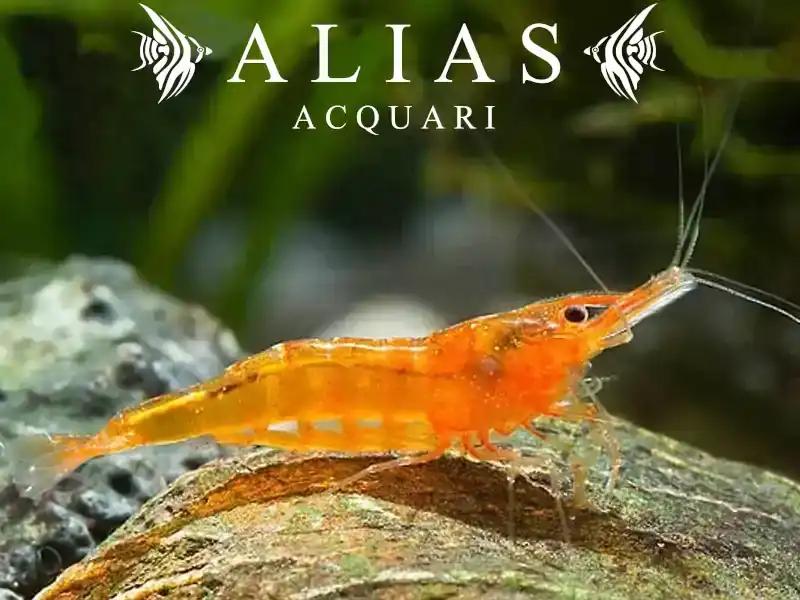 Orange Shrimp