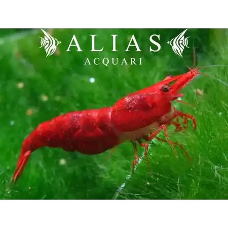 Super red Sakura Shrimp