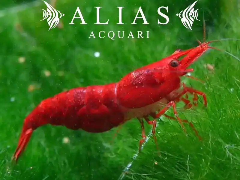 Super red Sakura Shrimp