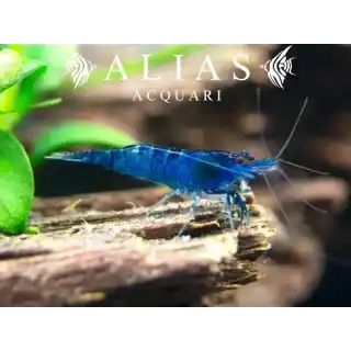 Topaz Blue Shrimp