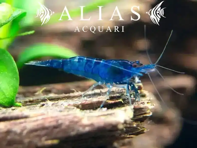 Topaz Blue Shrimp