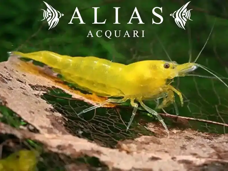 Yellow Cherry Shrimp