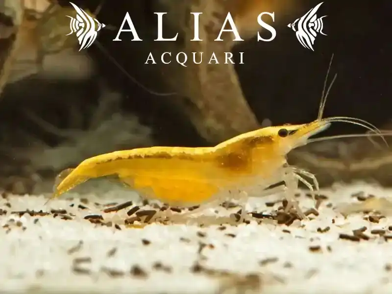 Yellow Fire Shrimp