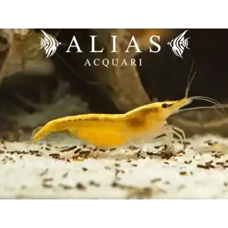 Yellow Fire Shrimp