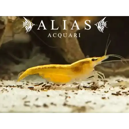 Yellow Fire Shrimp