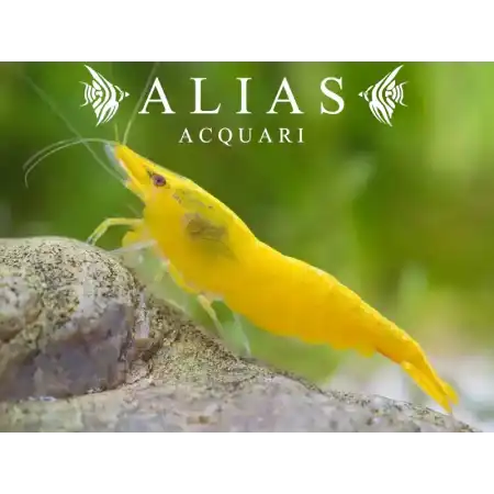 Yellow Neon Shrimp
