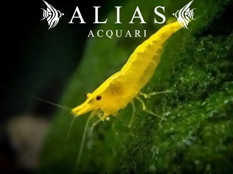 Yellow Shrimp